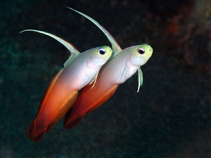 Dartfish pair. Tulamben, Bali by Doug Anderson 